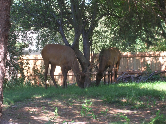 Elk Grazing in my back yard
