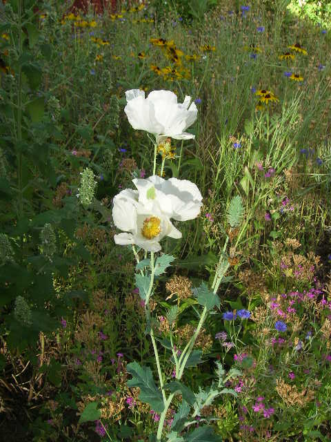 Weed or flower?